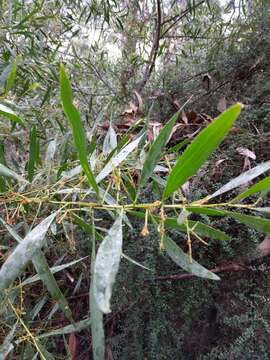 Imagem de Acacia longifolia subsp. longifolia