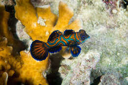 Image of Mandarinfish