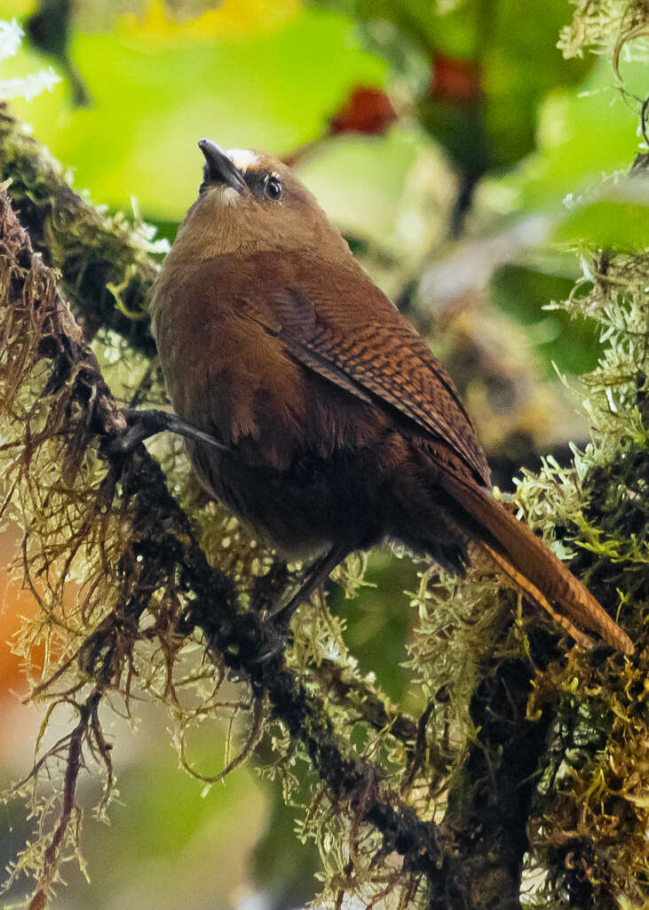 Image of Sepia-brown Wren