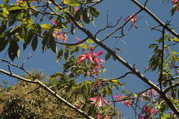 Image de Ceiba speciosa (A. St.-Hil., A. Juss. & Cambess.) P. Ravenna