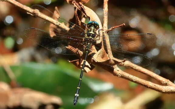 Image of Variable Tigertail