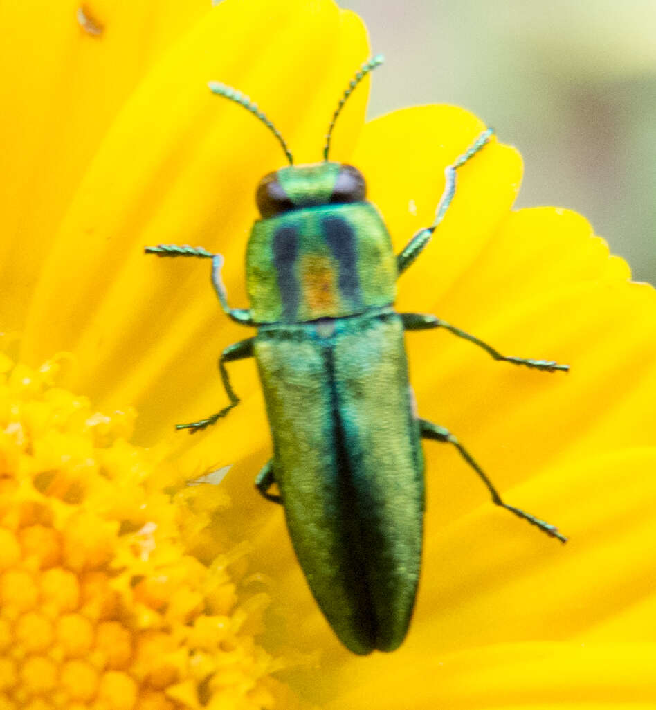 Anthaxia scorzonerae (Frivaldszky 1838) resmi