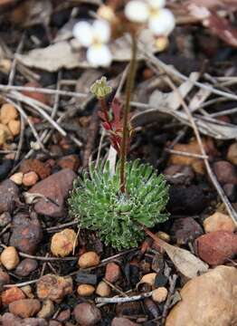 Sivun Stylidium hispidum Lindley kuva