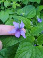 Слика од Viola langsdorfii subsp. sachalinensis W. Becker