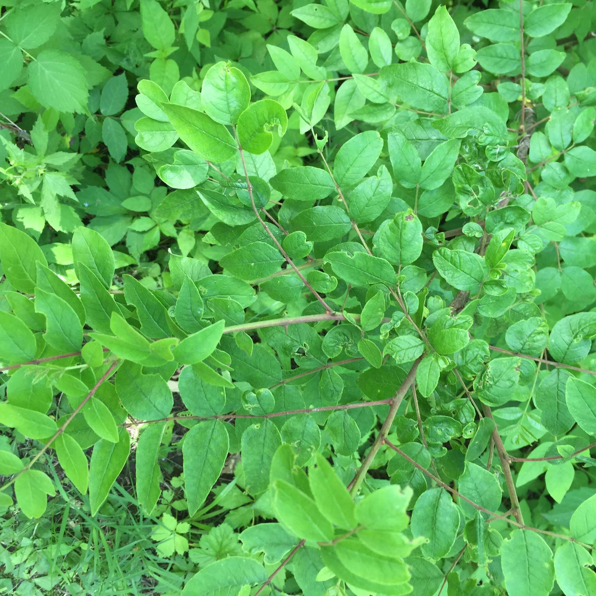 Image of common pricklyash