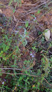 Image of Salvia ramamoorthyana Espejo