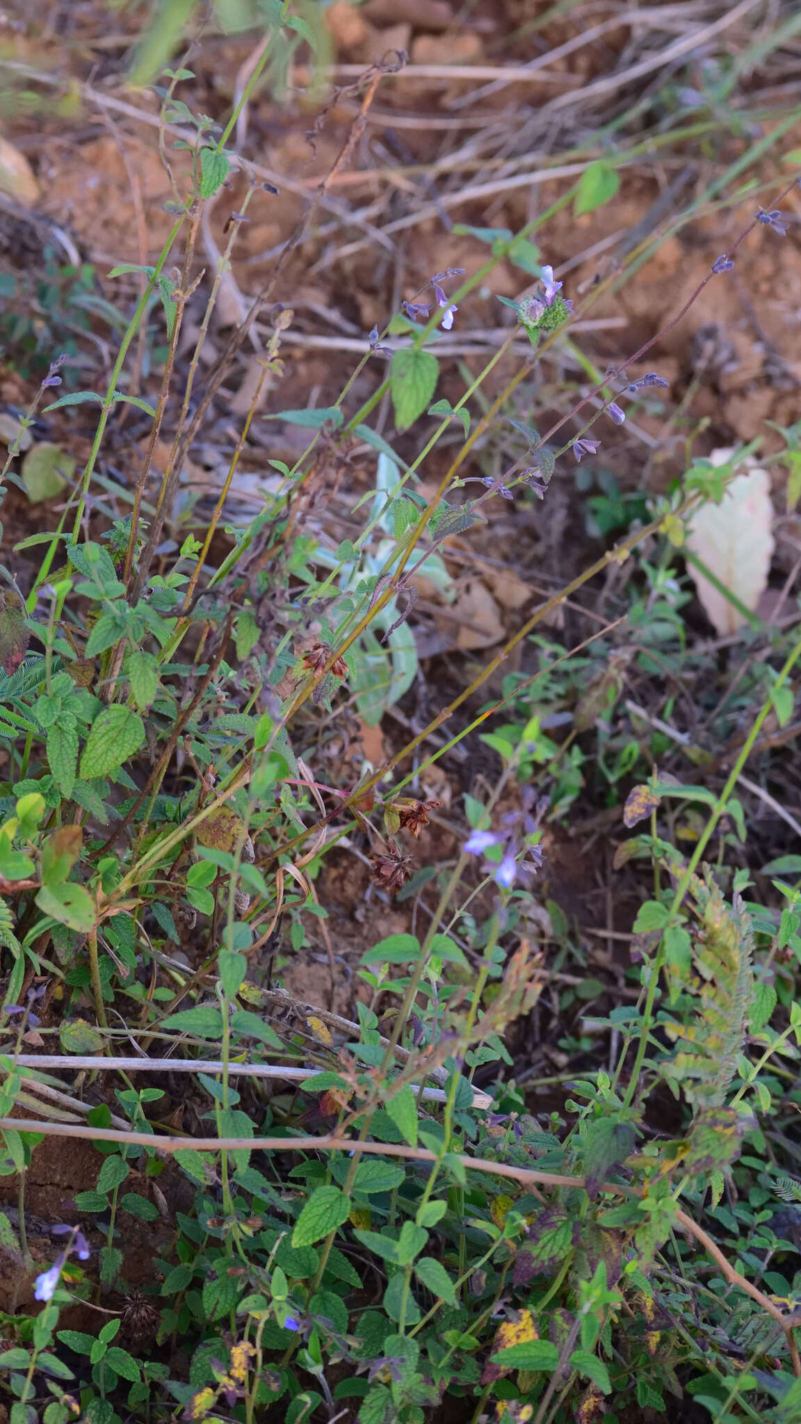 Image of Salvia ramamoorthyana Espejo