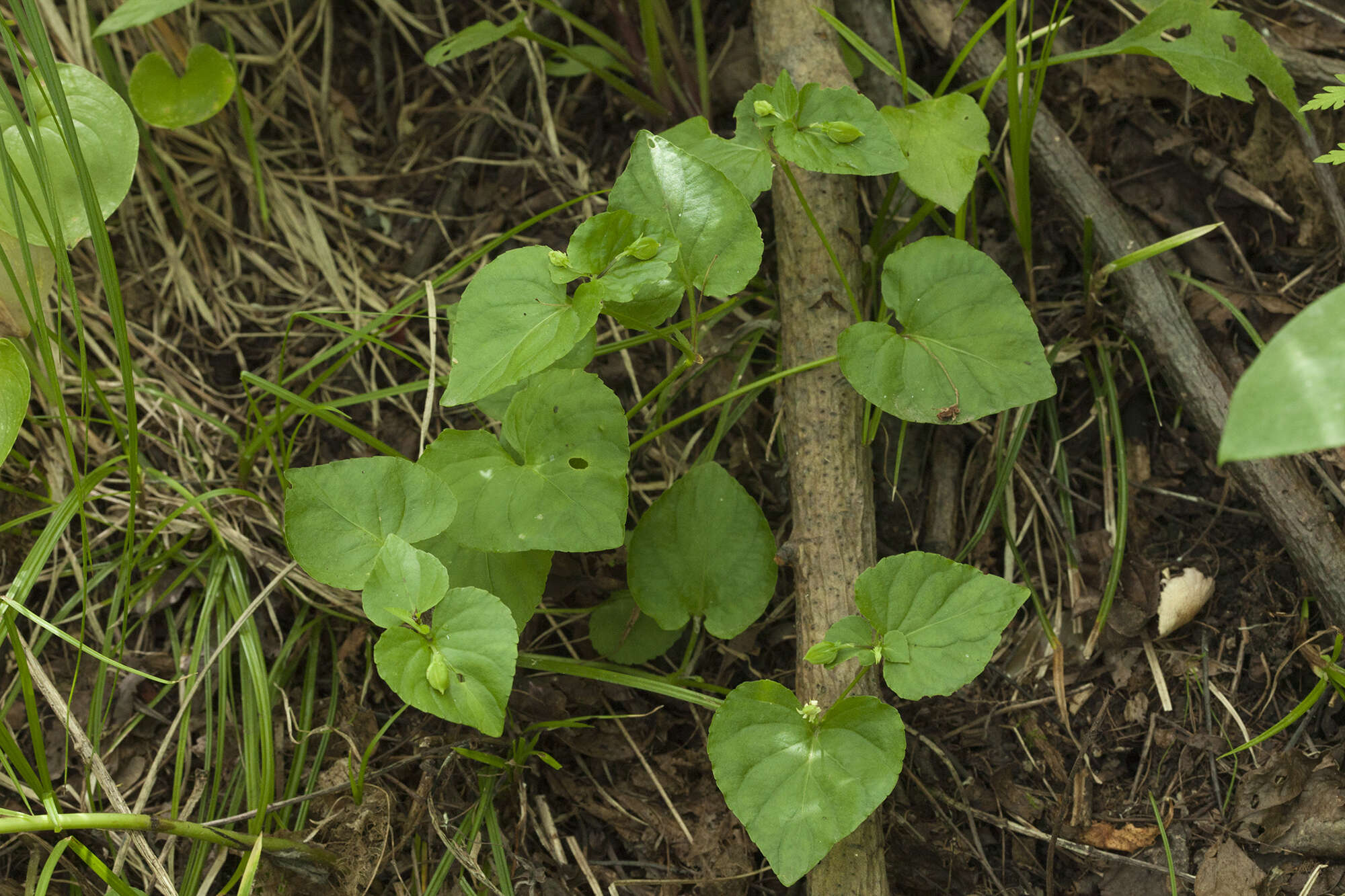 Imagem de Viola acuminata Ledebour