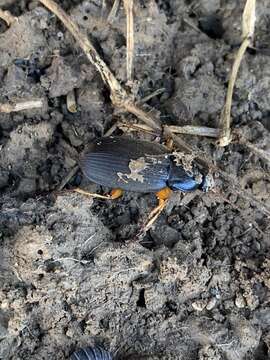 Image of Chlaenius (Chlaenius) laticollis Say 1823