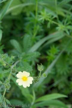 Image of sulphur cinquefoil