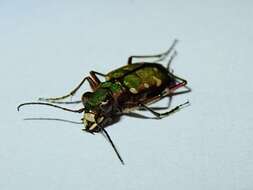 Image of Cicindela (Cicindela) turkestanica Ballion 1871