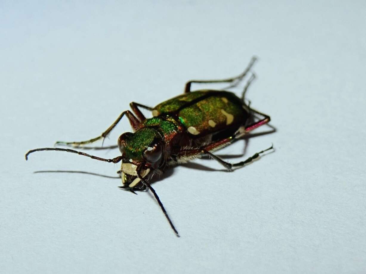 Image of Cicindela (Cicindela) turkestanica Ballion 1871