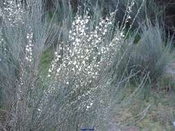 Image of white spanishbroom