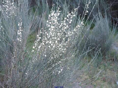 Image de Cytisus multiflorus (L'Her.) Sweet