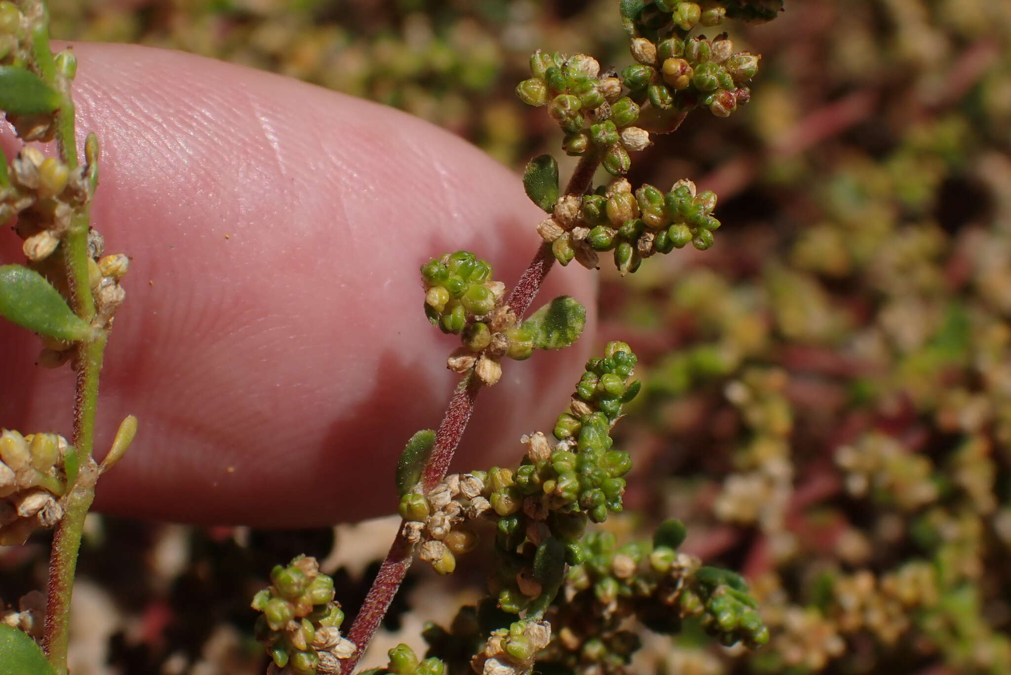 صورة Herniaria ciliolata Melderis