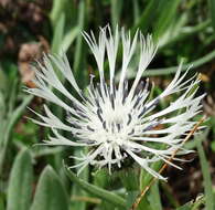 Image de Centaurea napulifera Rochel