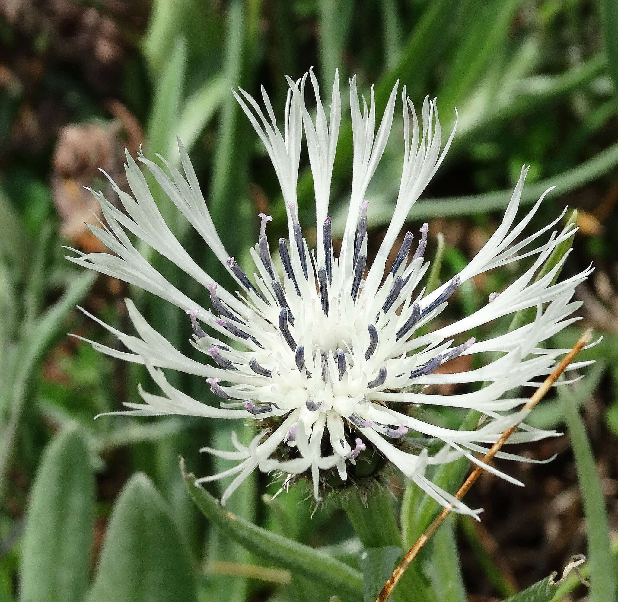 Plancia ëd Centaurea napulifera Rochel