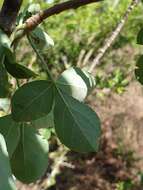 Heteromorpha arborescens (Thunb.) Cham. & Schltdl.的圖片