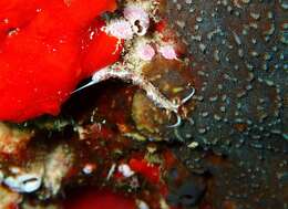 Image of White tipped red and white slug