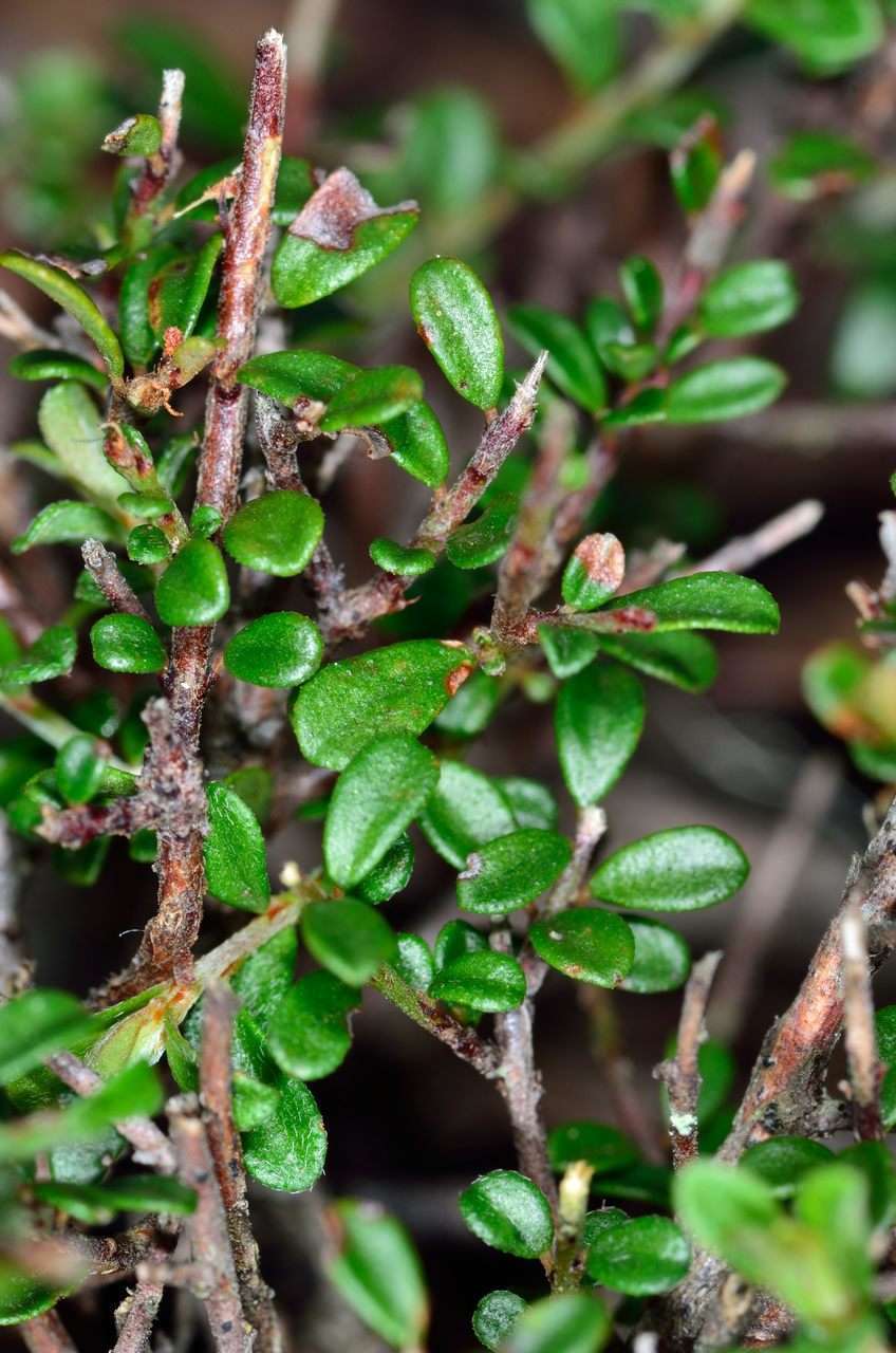 Image of Pultenaea gunnii subsp. tuberculata