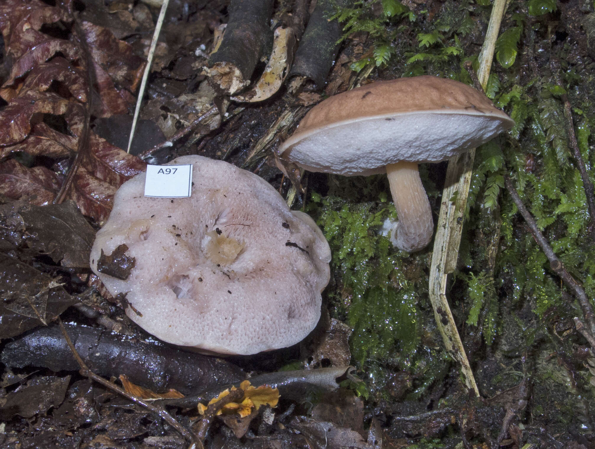 Image de Fistulinella violaceipora (G. Stev.) Pegler & T. W. K. Young 1981