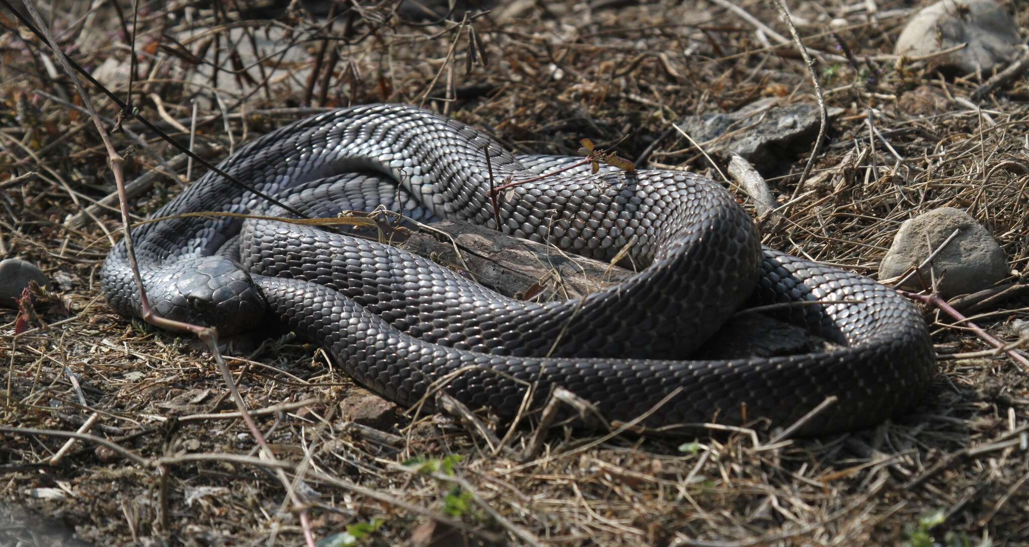 Image of Indian cobra