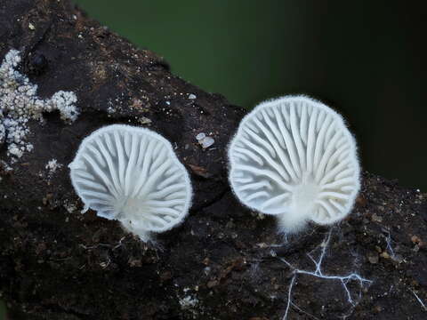 Image de Clitopilus hobsonii (Berk.) P. D. Orton 1960