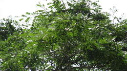 Image of Copaifera aromatica Dwyer