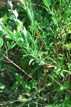 Image de Lythrum alatum subsp. lanceolatum (Elliott) A. Haines