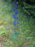 Imagem de Aconitum plicatum Koehler ex Reichb.