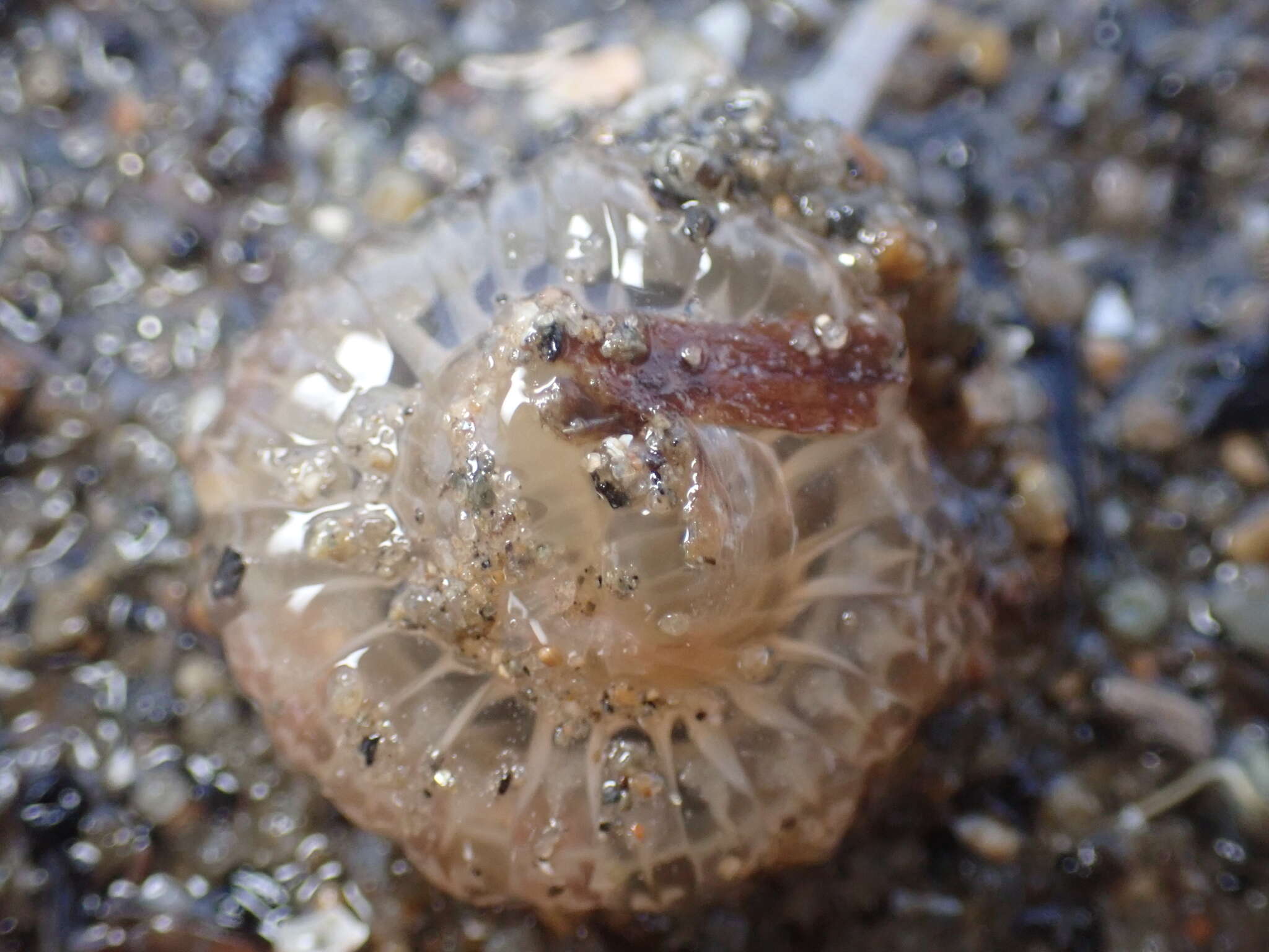 Image of giant burrowing anemone