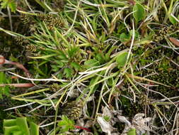 Image of Bear Sedge