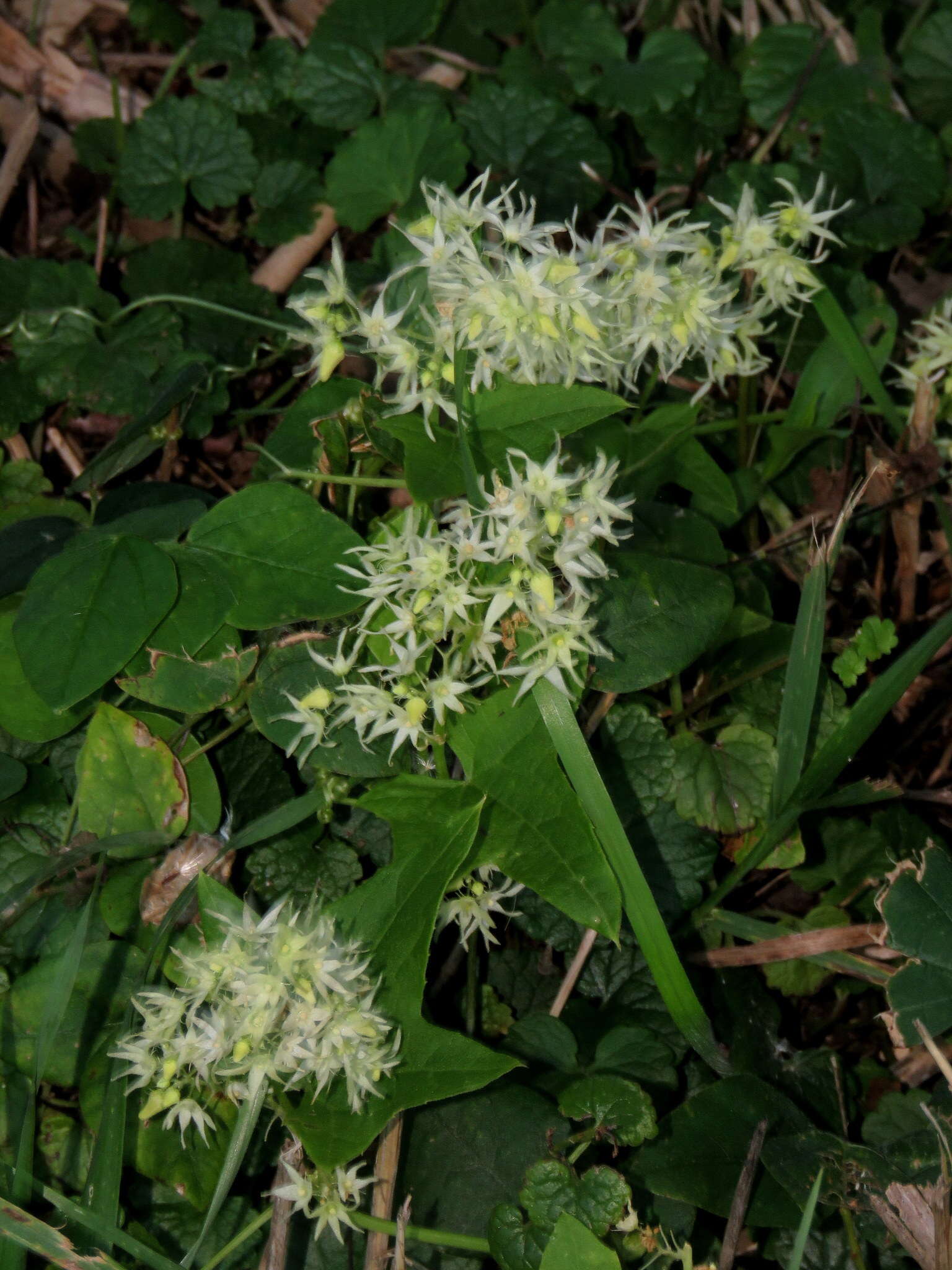 Image of wild cucumber