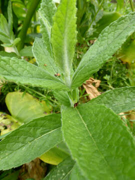 Image of Mentha spicata subsp. condensata (Briq.) Greuter & Burdet