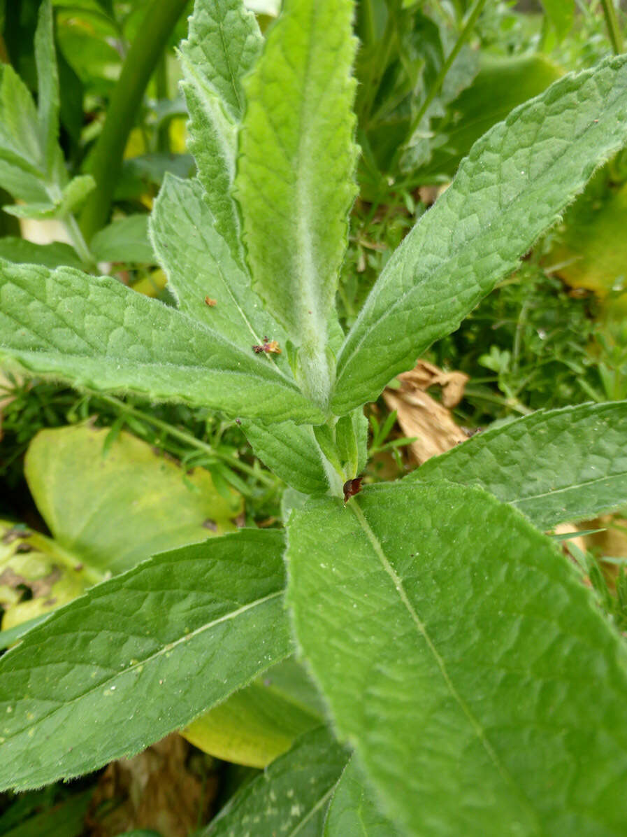 Imagem de Mentha spicata subsp. condensata (Briq.) Greuter & Burdet