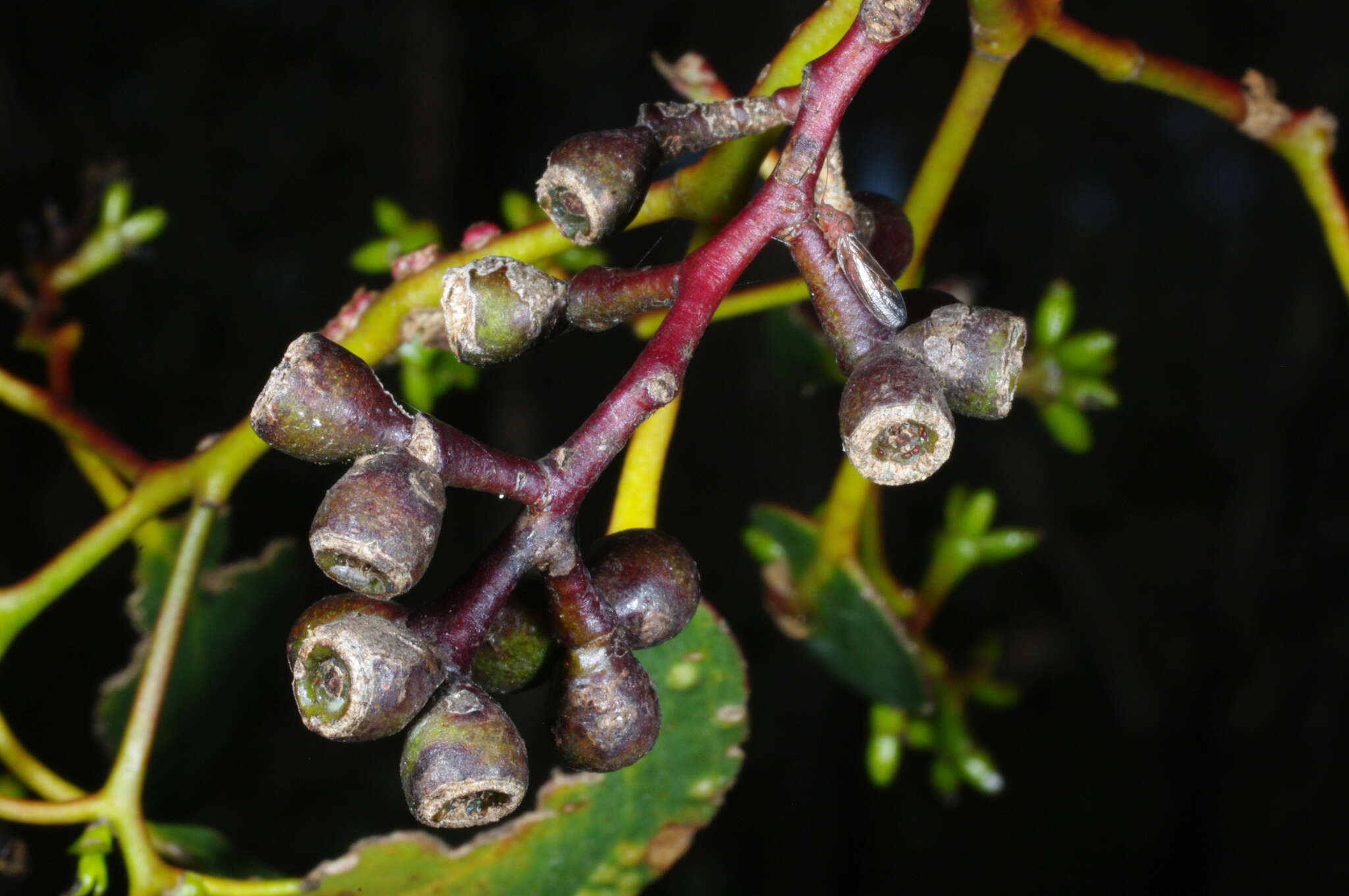 Слика од Eucalyptus behriana F. Müll.