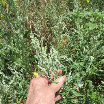 Image of desert goosefoot