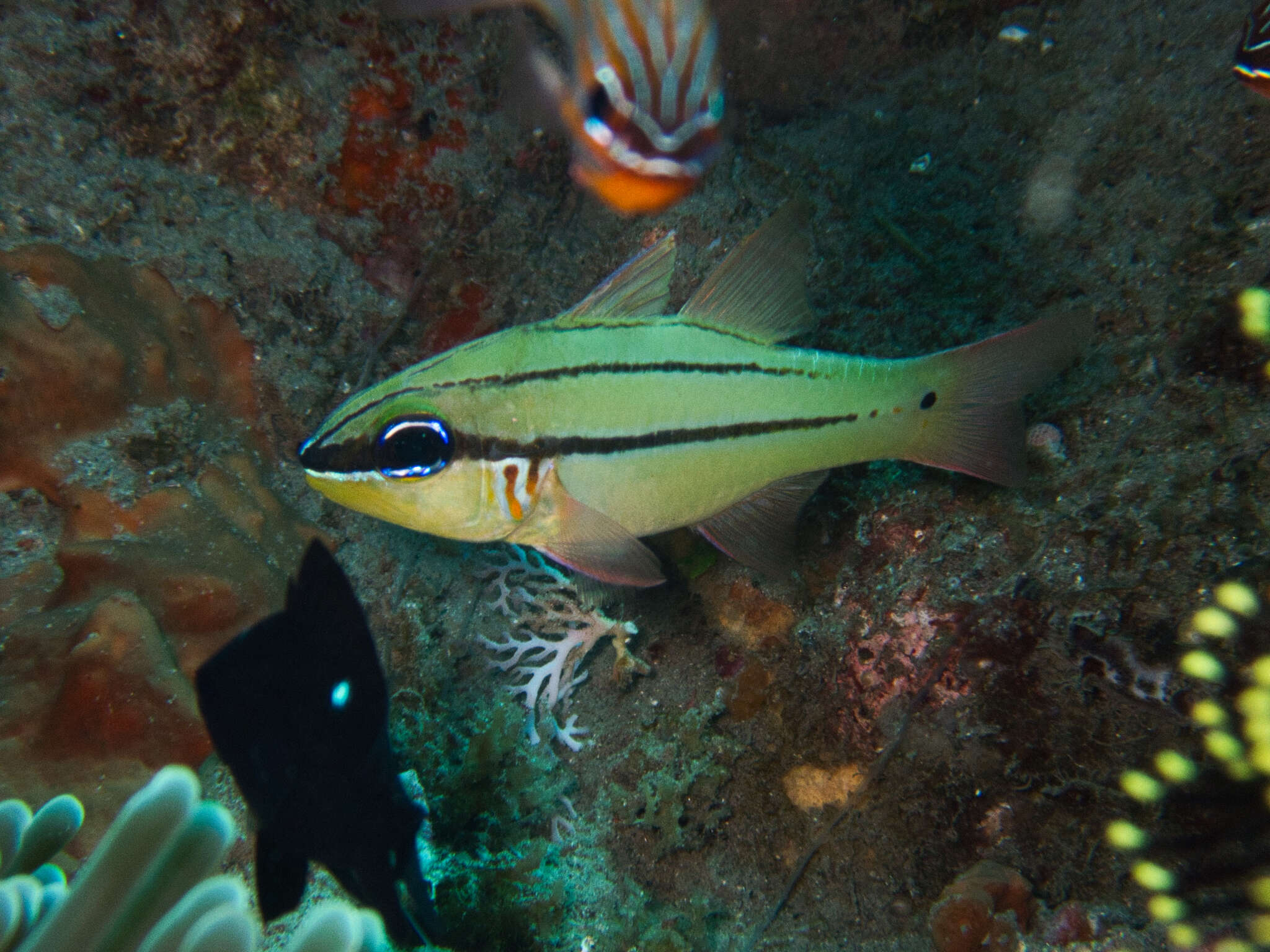 Image of Seale's cardinalfish