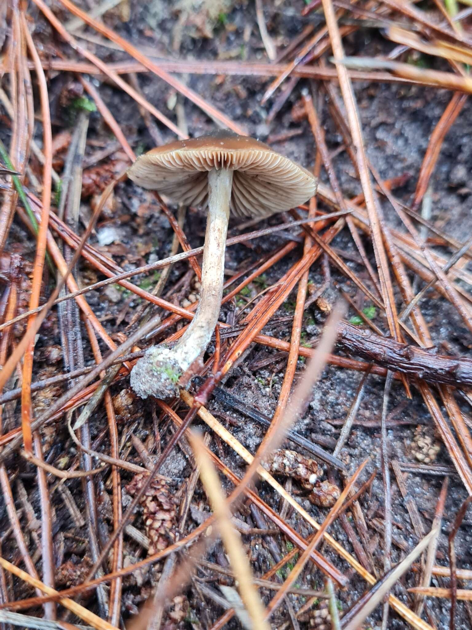 Image de Psilocybe aucklandiae Guzmán, C. C. King & Bandala 1991