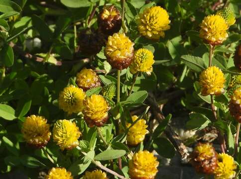 Image of brown clover