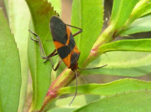 Image of Oncopeltus (Erythrischius) zonatus (Erichson 1848)