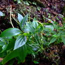 Image of Peperomia epidendron C. DC.