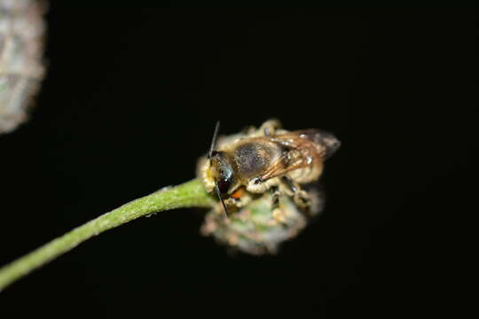 Image of Megachile lagopoda (Linnaeus 1761)