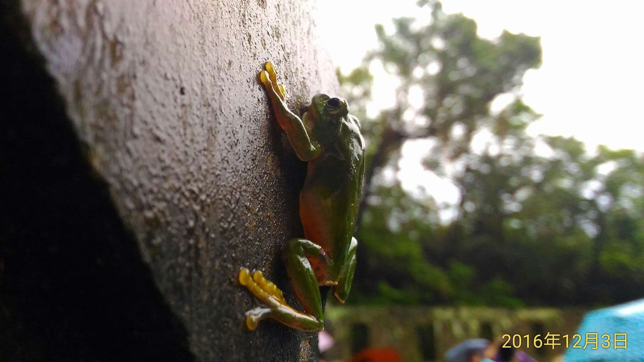 Image of Taipei tree frog