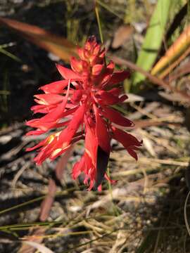 Image de Disa ferruginea Sw.