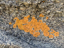 Image of orange lichen