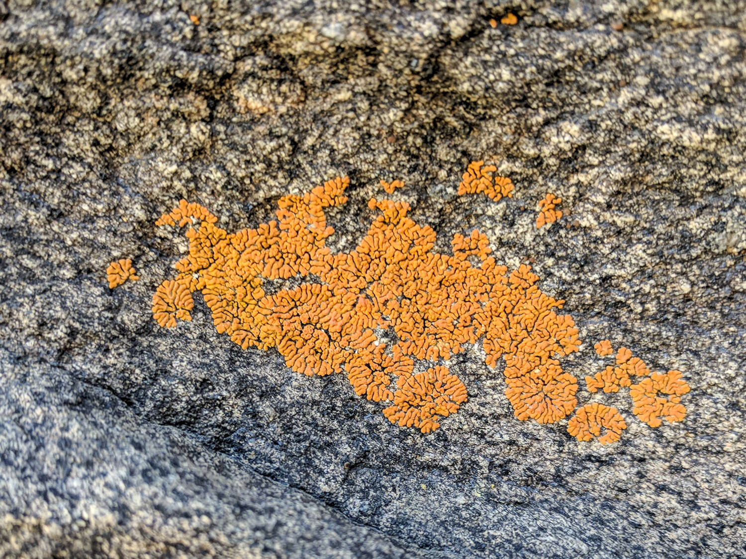 Image of orange lichen