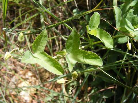 Basananthe triloba (Bolus) de Wilde的圖片