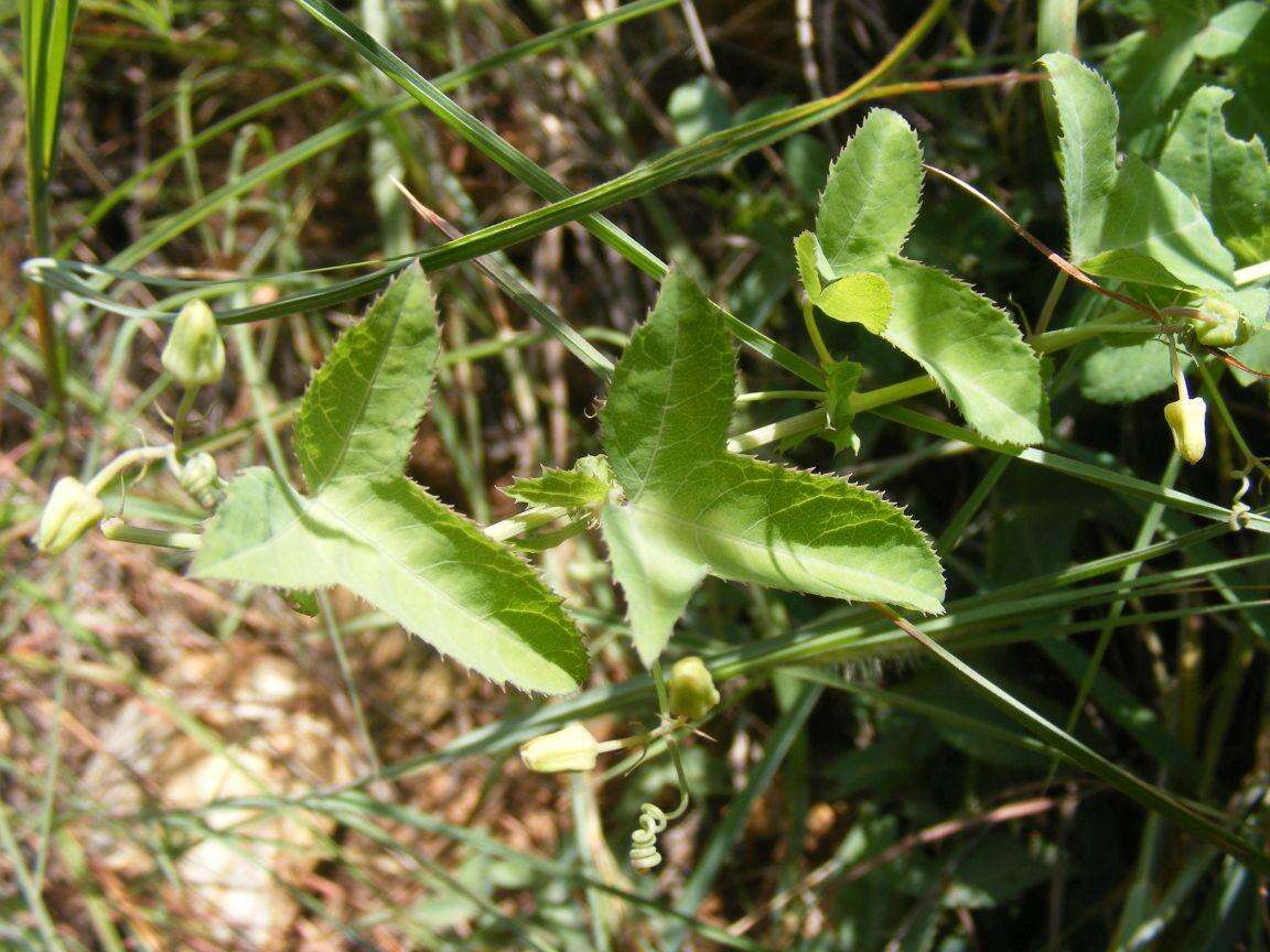 Image of Basananthe triloba (Bolus) de Wilde