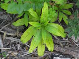 Image de Ludwigia elegans (Cambess.) Hara